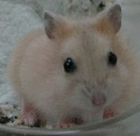 hamsterhub hamsterhub